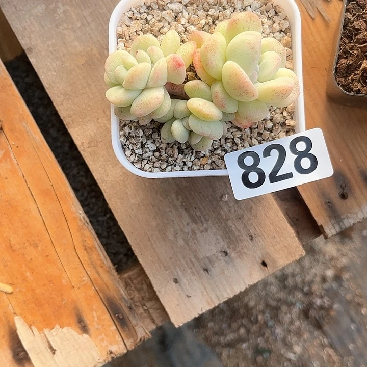 用****0多肉植物一物一拍