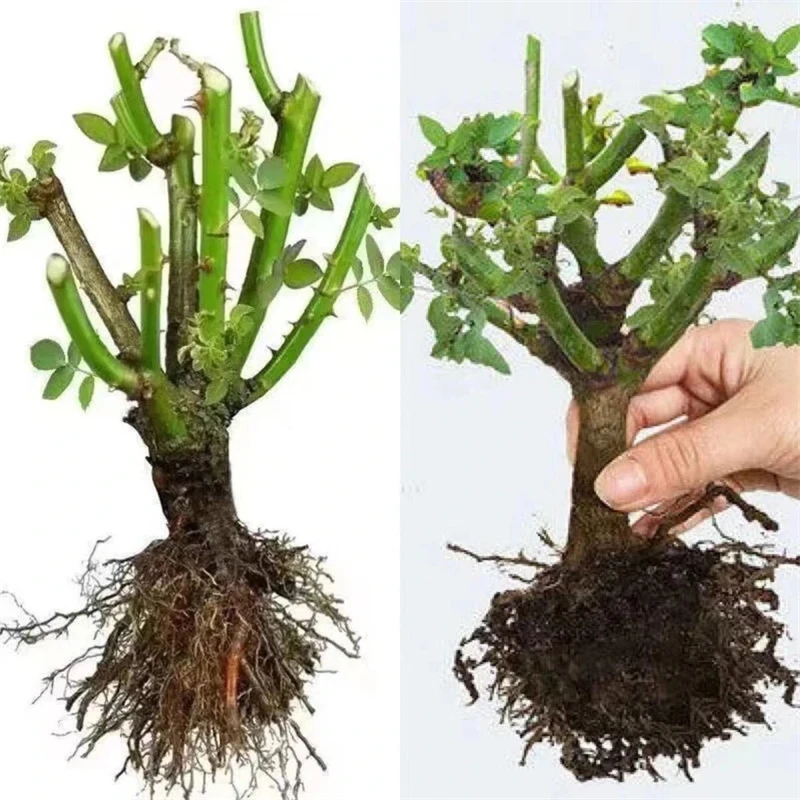 四季开花正宗玫瑰花苗浓香型月季花阳台庭院耐寒老桩大苗花卉盆栽