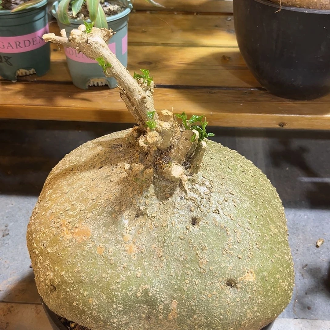 汤圆植物银叶睡布袋