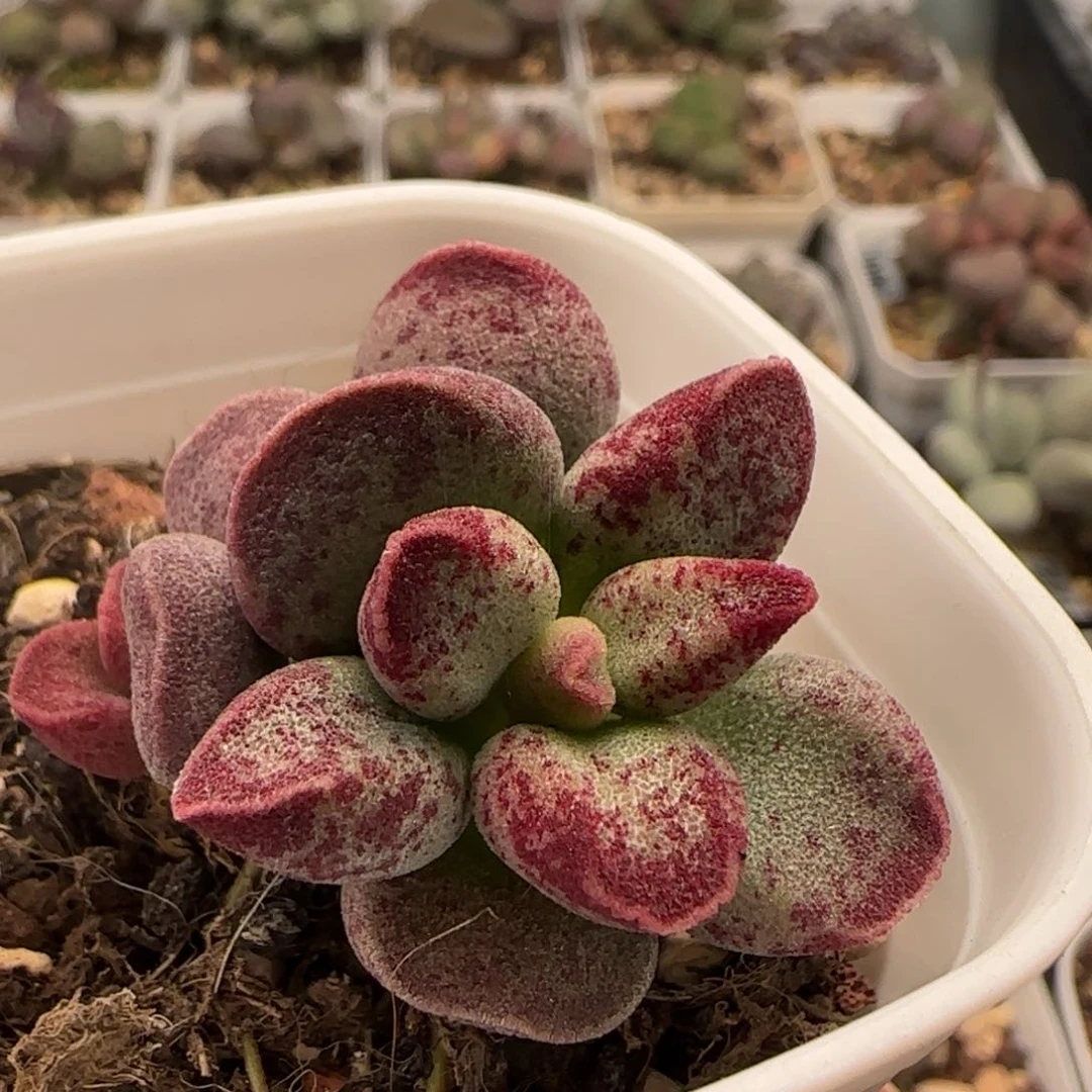 艾薇水泡多肉植物