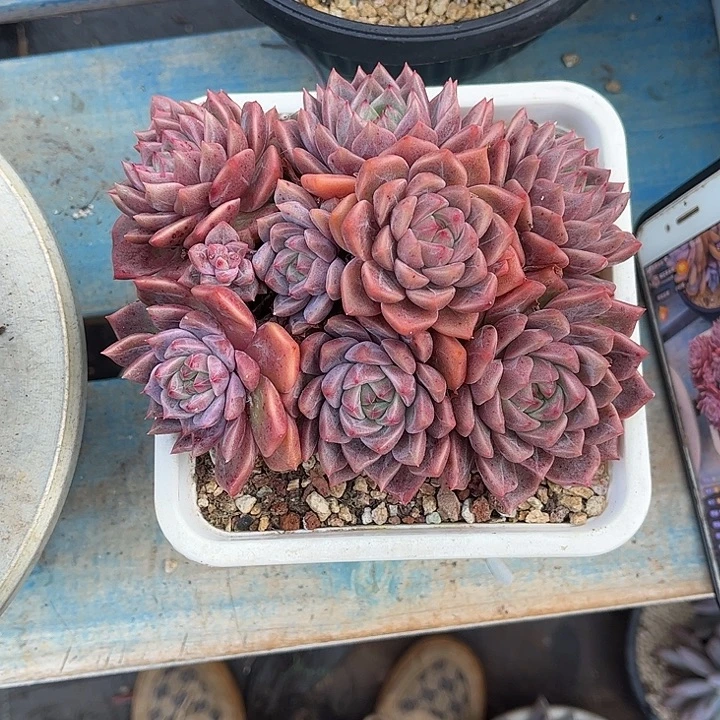 多肉植物一物一拍