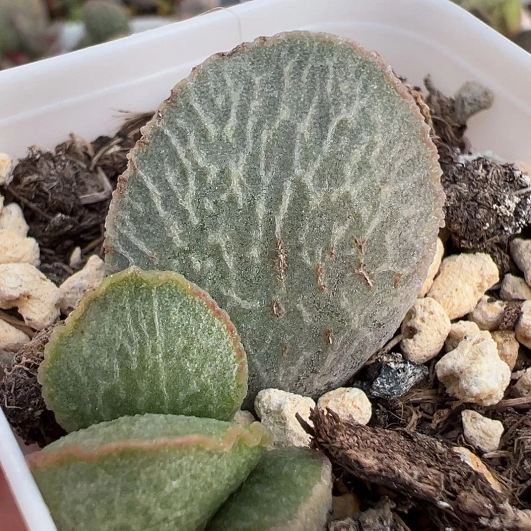 银线水波纹实生新品大苗