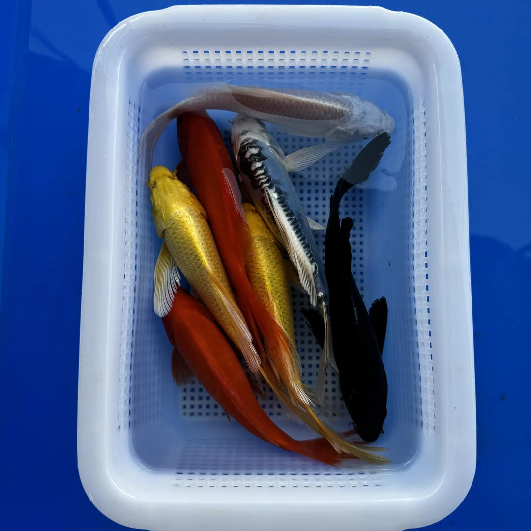 锦鲤鹦鹉 2红鹦鹉2黄1白1黑1龙（13-15厘米）7条观赏鱼