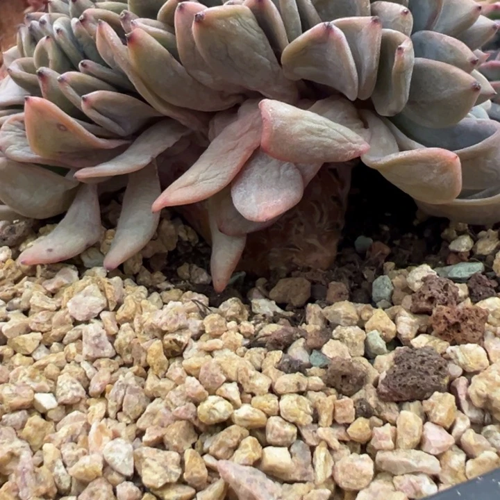 山**程大鸡腿v版星影缀化