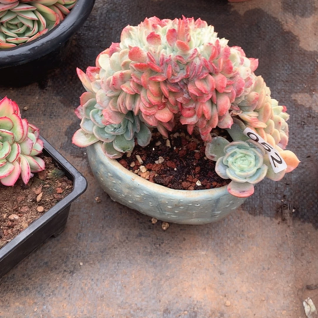 052冰玉缀 一物一拍多肉