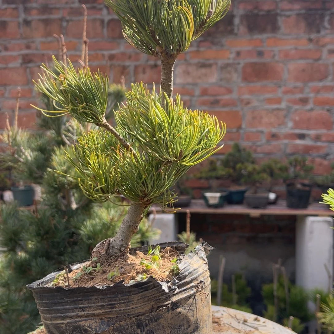 开****.宫岛大阪一颗40