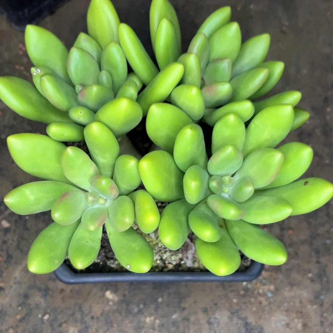 莲***6芒果奶四头，一物一拍