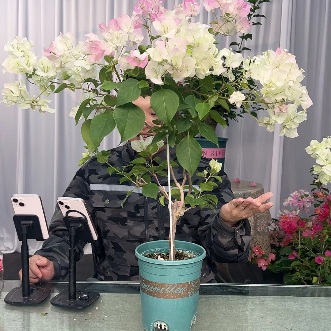 大部分开放少量花苞绿樱带竹一棵
