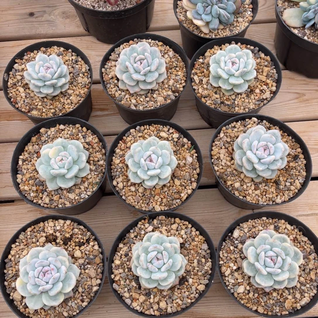 梦露锦两颗一物一拍