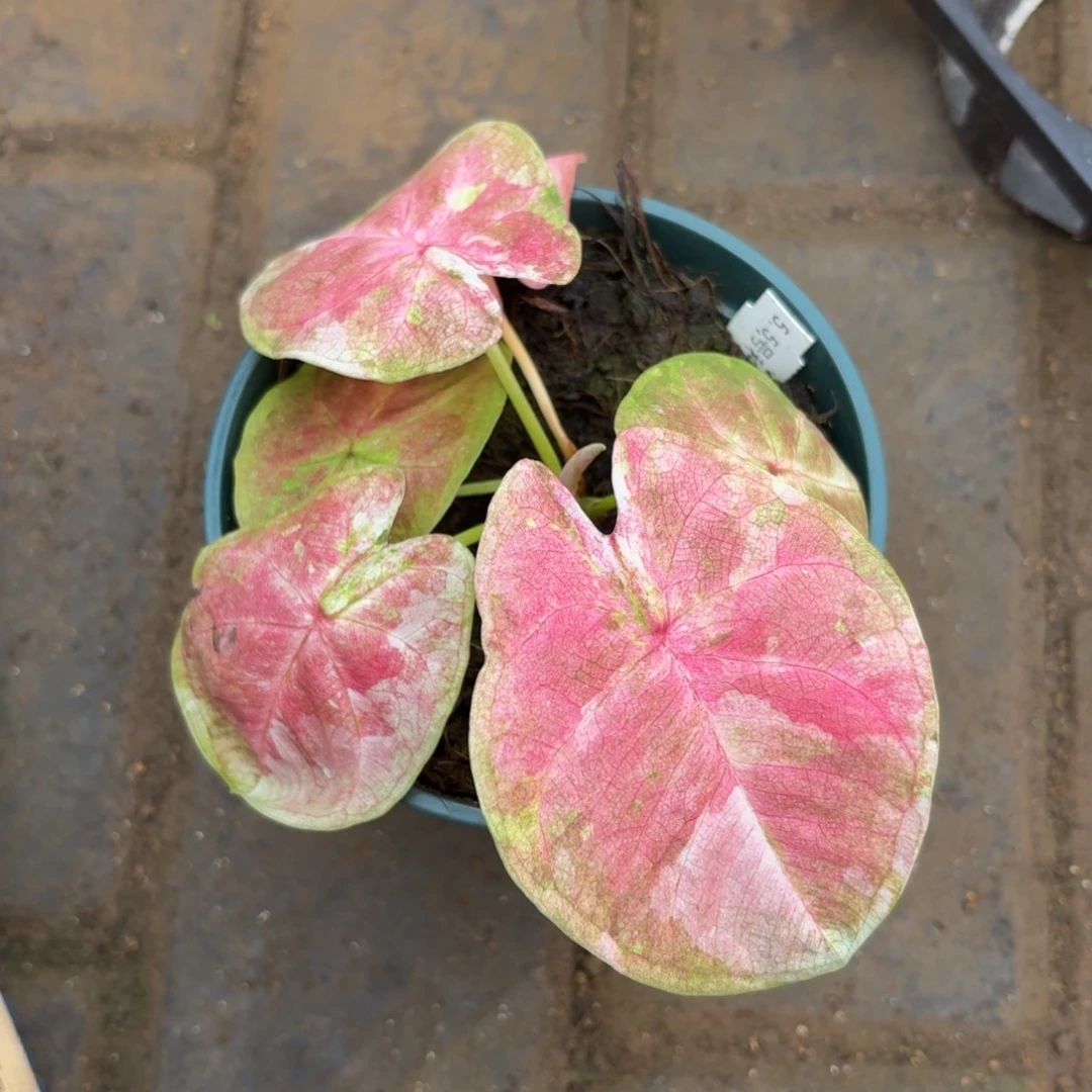 泰国彩叶芋11-1114