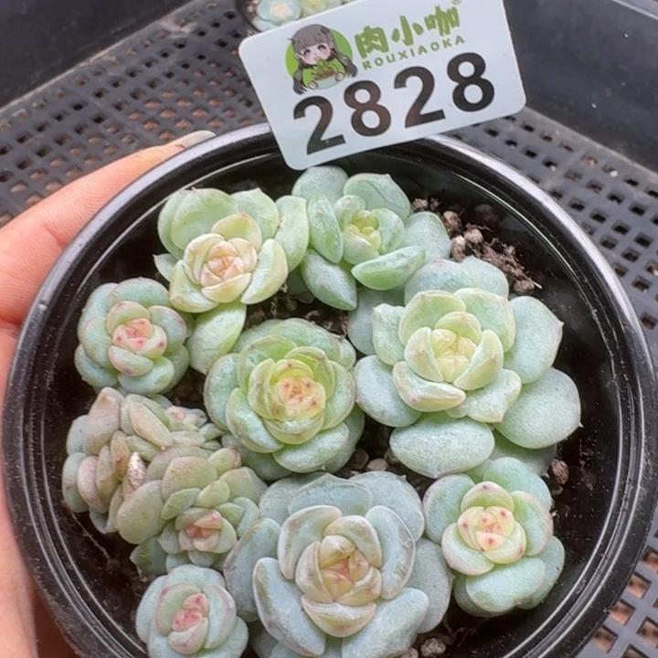 多肉植物多肉植物