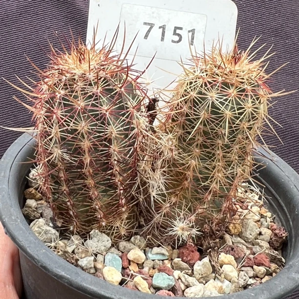 7151 白红司虾实生仙人球