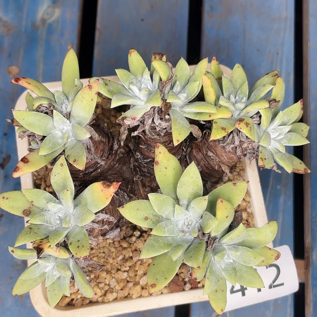 仙女杯老桩多头7412