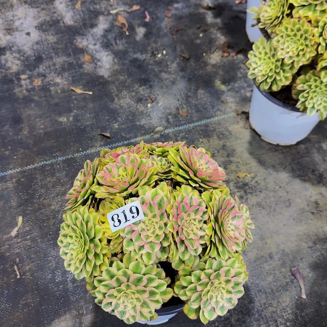 000819黛玉丛林多肉植物