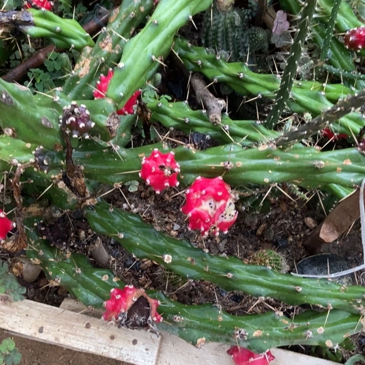 新桥柱10米20公分