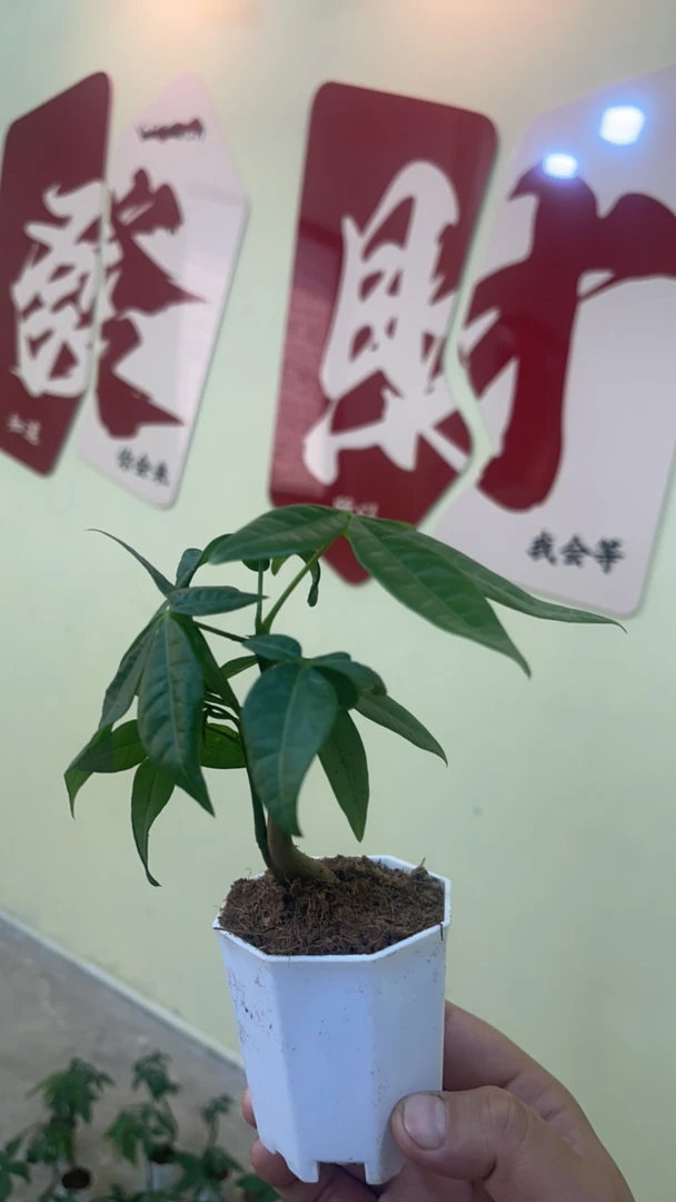 发财树 盆栽绿植