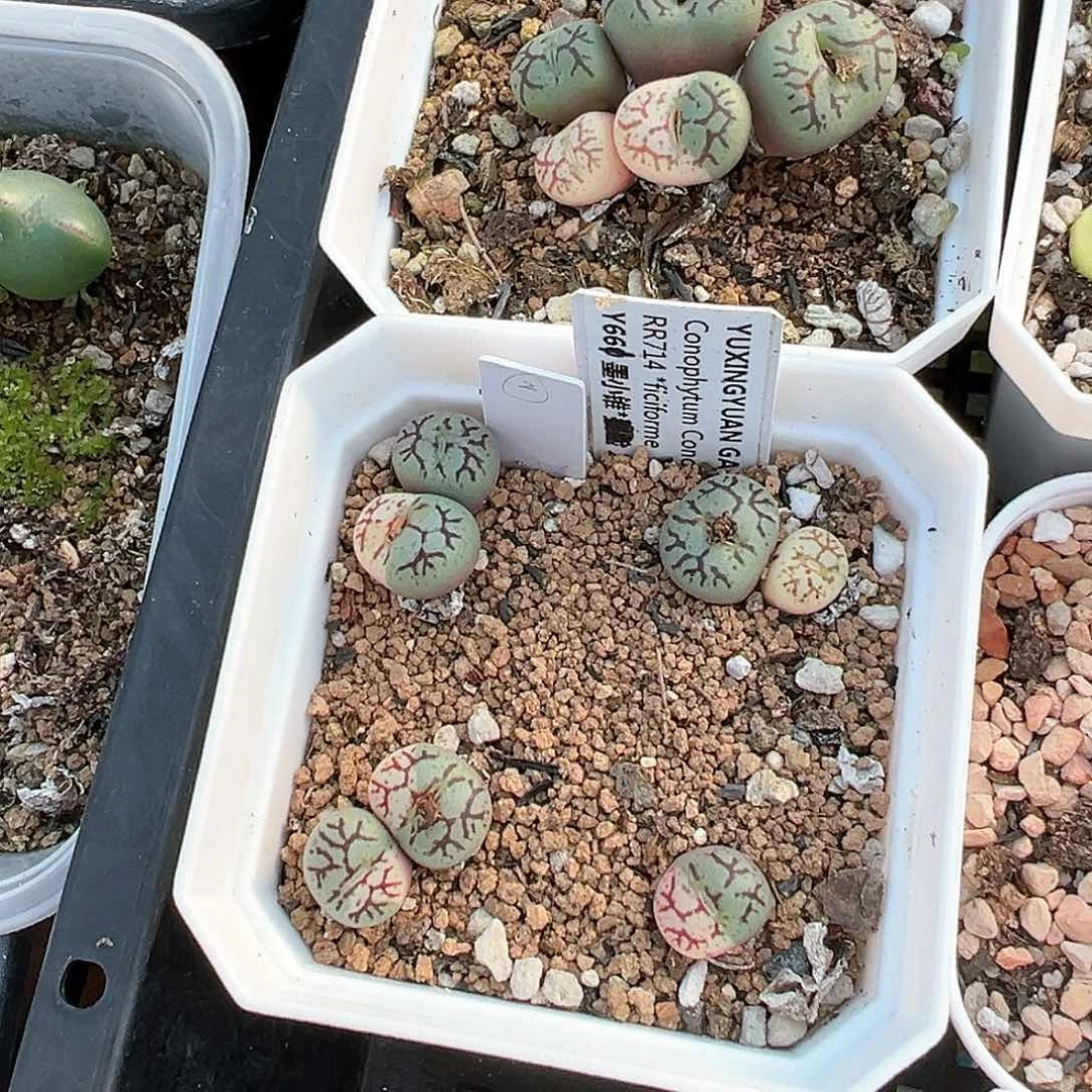 柒*夏专拍 y661 锦 多肉肉锥