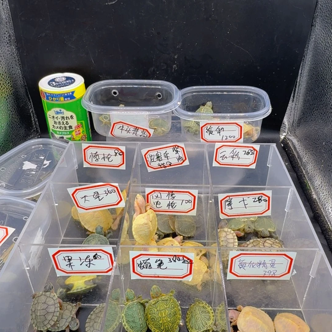 母绿毛龟?*子福利龟龟 梵高基因