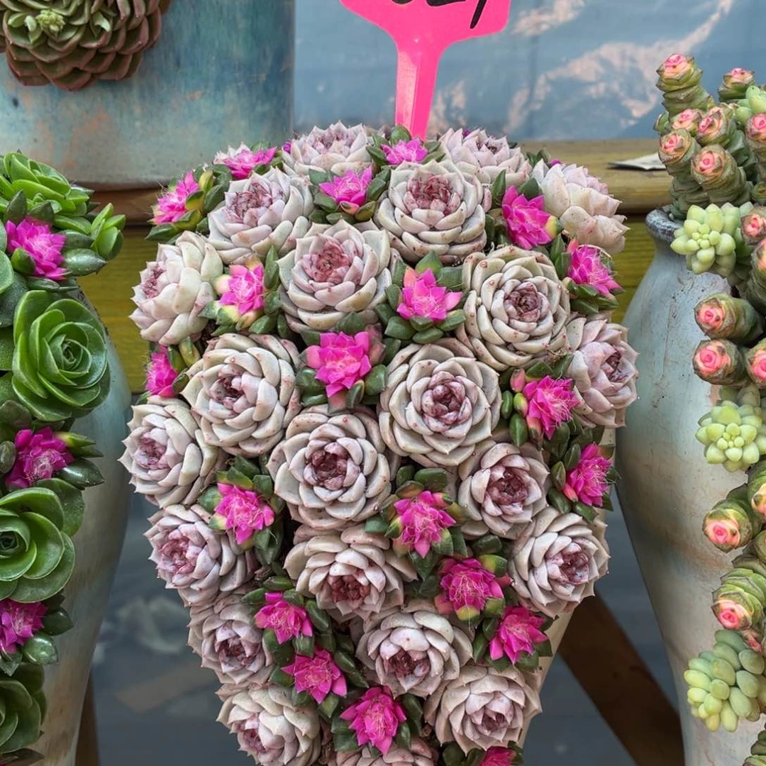 这个是真的好看027