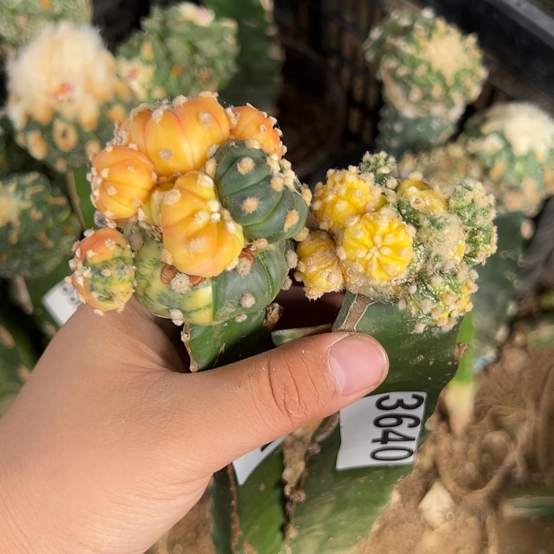 *****兜锦仙人球3640-41