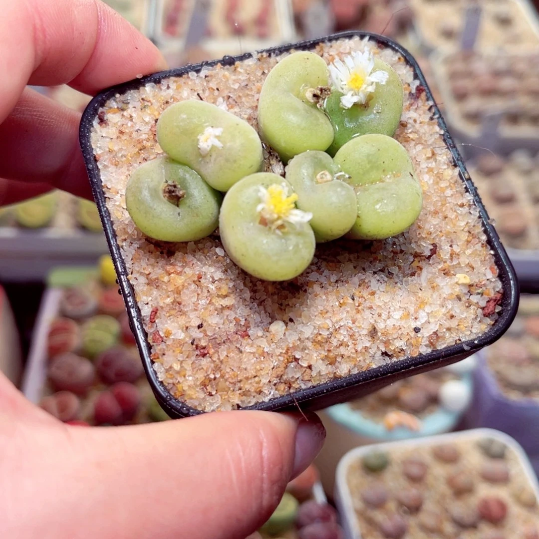 467号带盆包邮发货