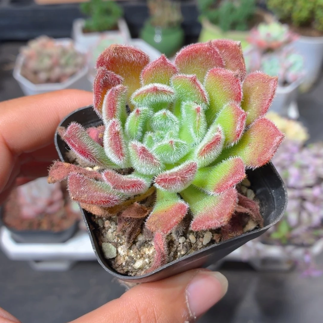 锦司晃多肉9.9包邮发货