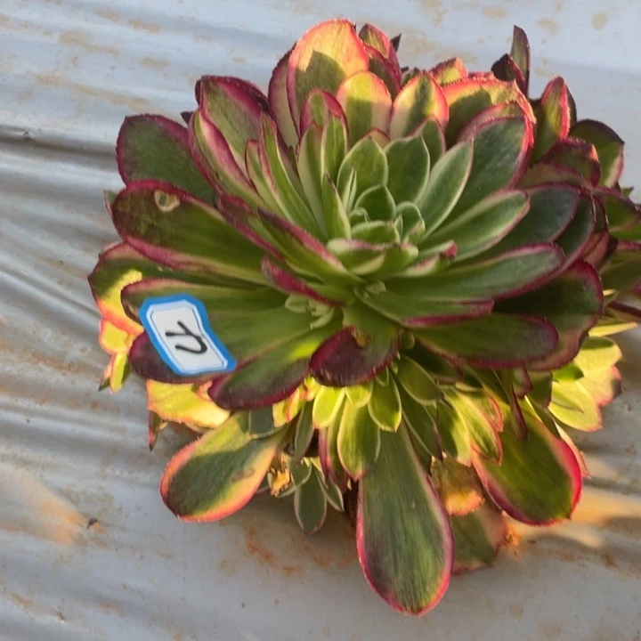 4海王法师锦锦锦