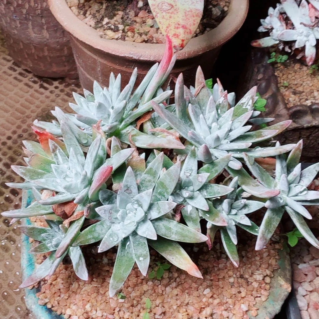 1157千寿姬白菊多肉