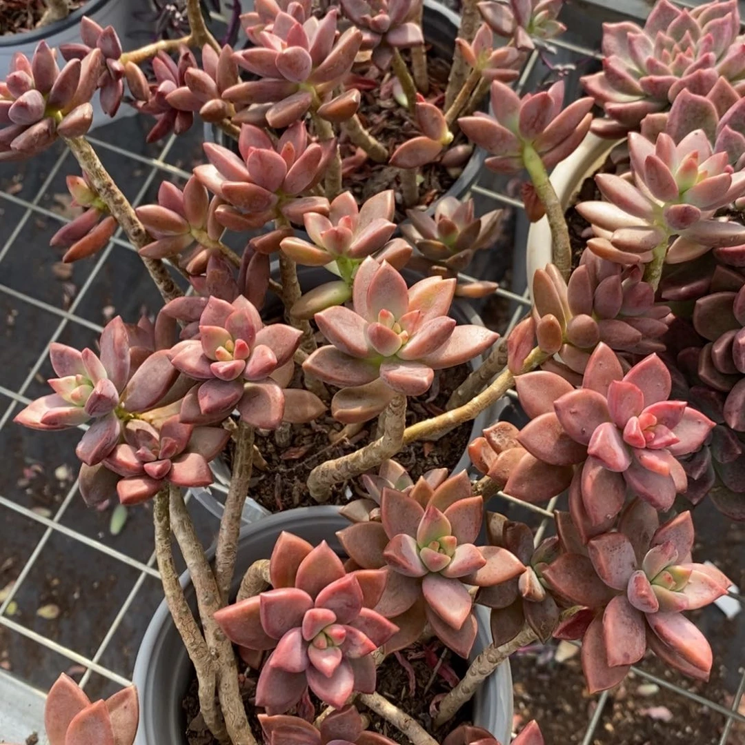 姬胧月散装两盆老桩