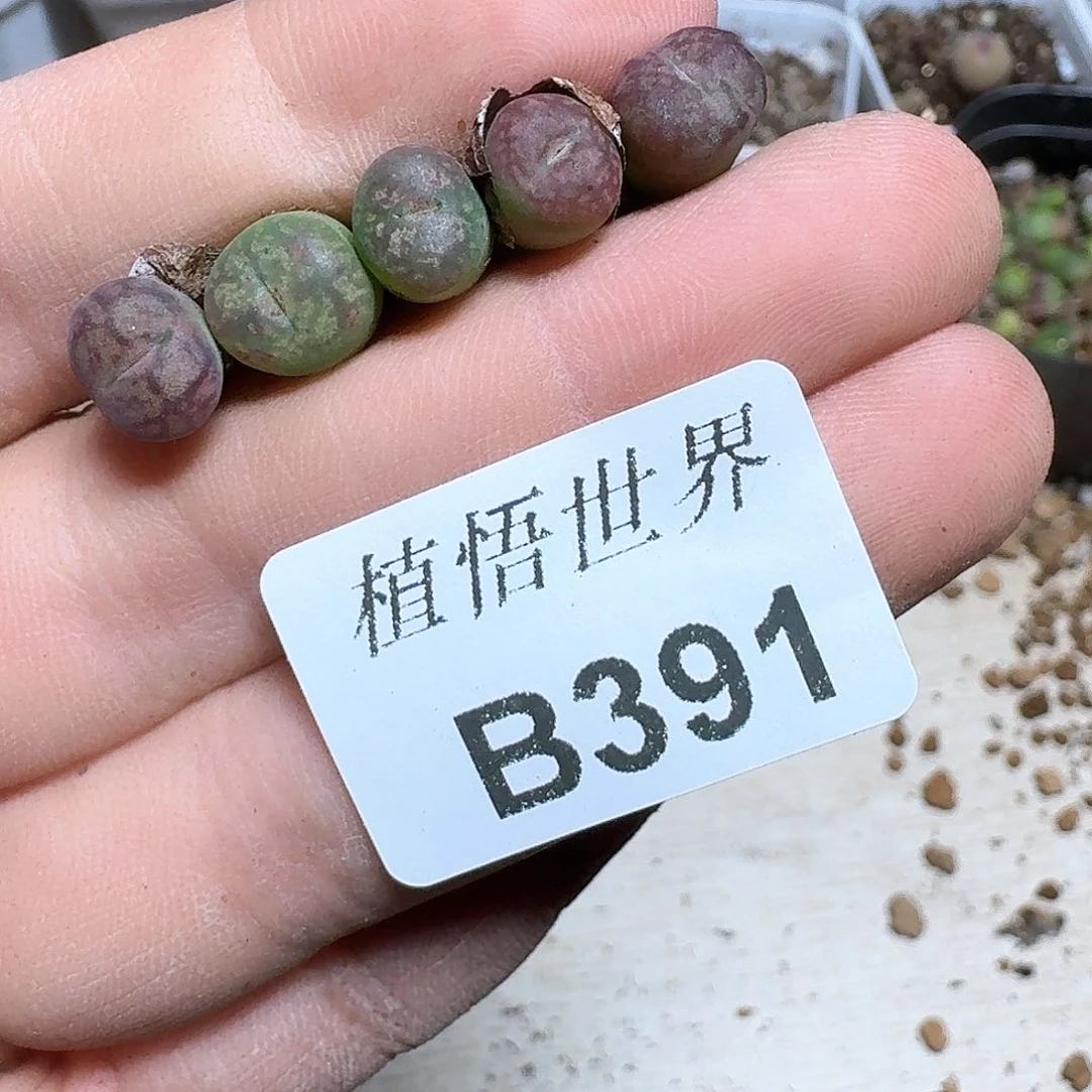 391号多肉植物e c vv