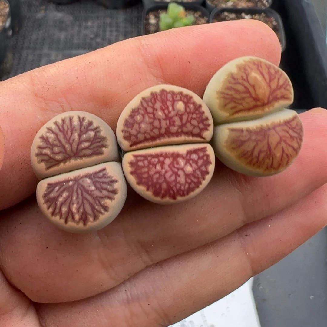 7.2好看的多肉脱土发货486