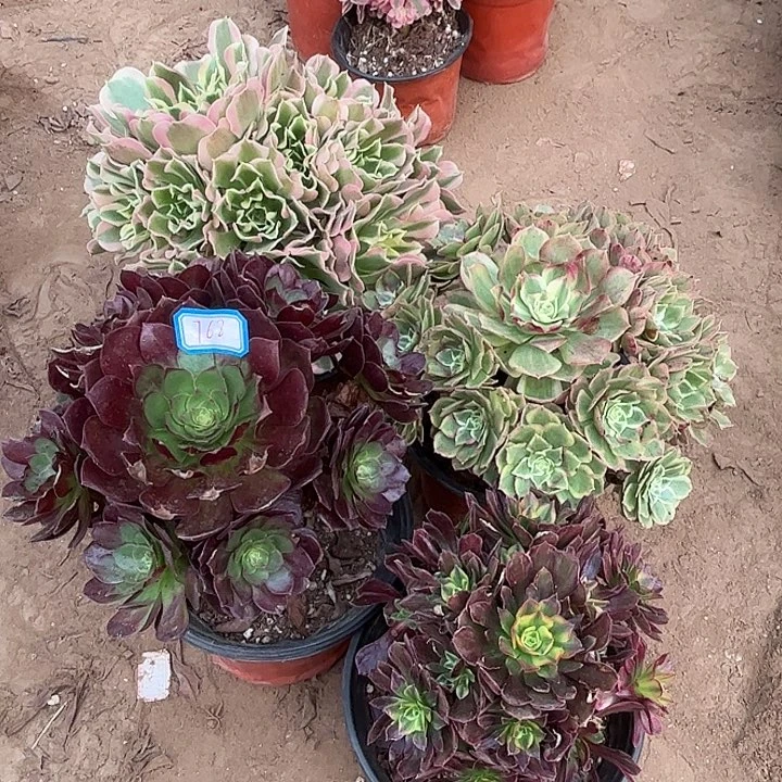 768多肉植物瑕疵特价，