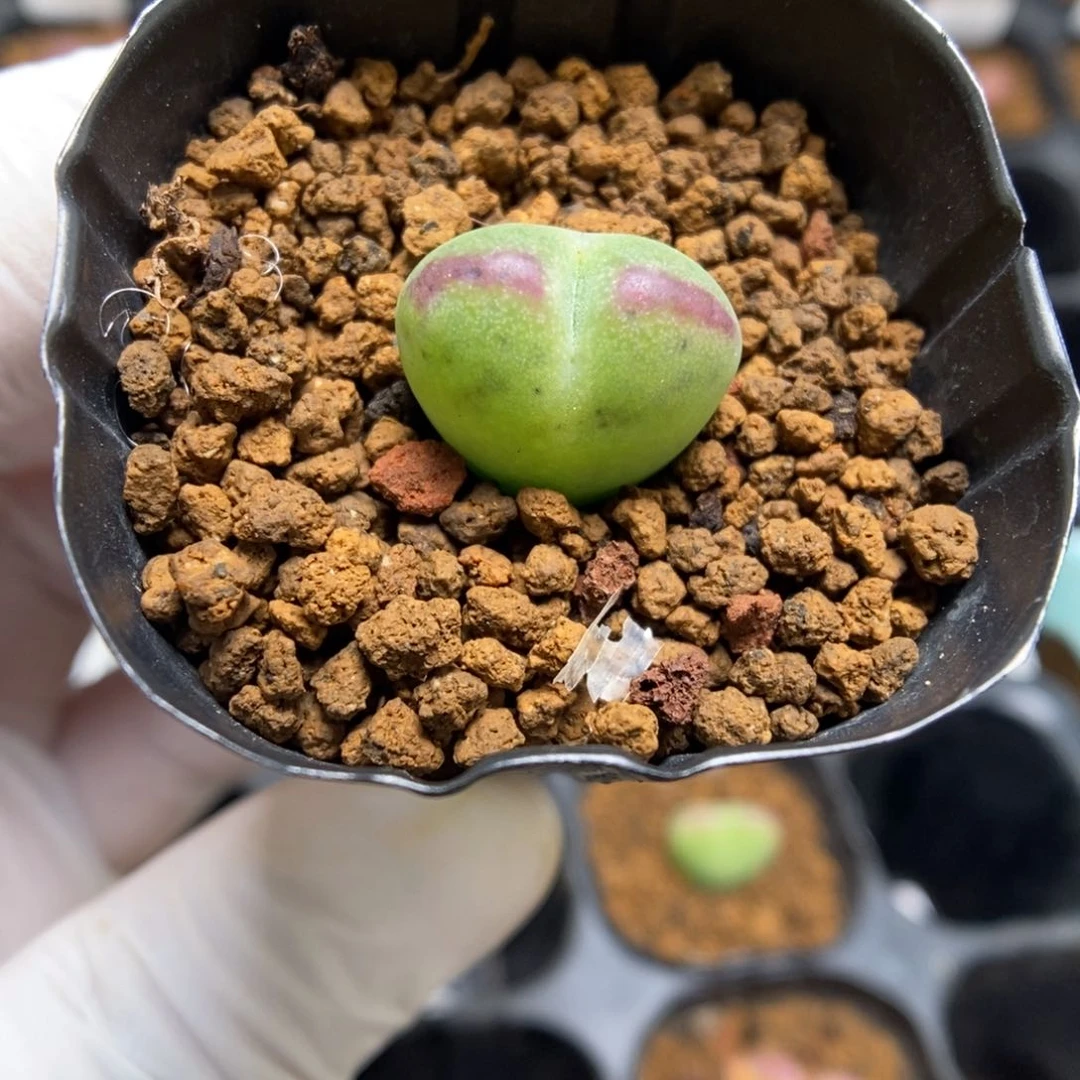 多肉植物肉锥杂交K-4406