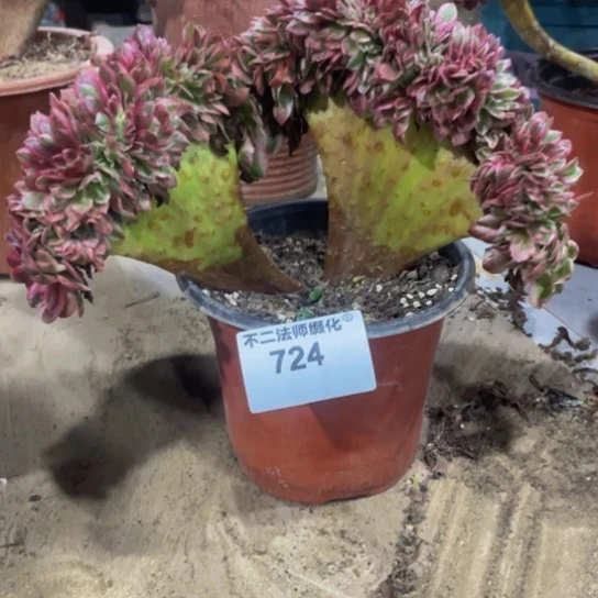 724，多肉法师倾城缀包邮