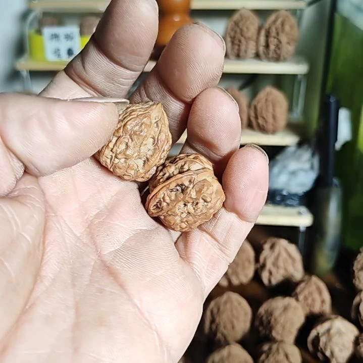 26尺寸，野生小种小佛塔