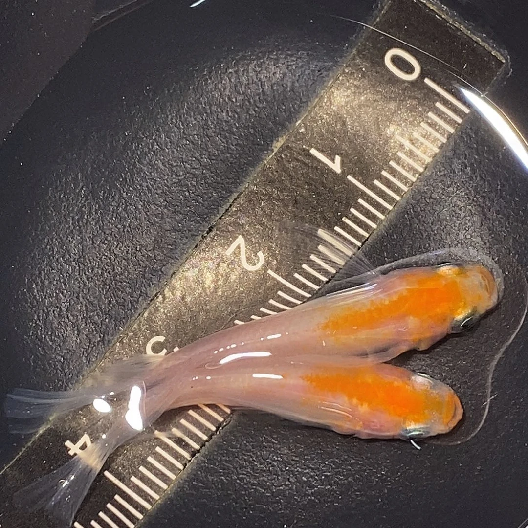 海水鱼小丁红白一组05