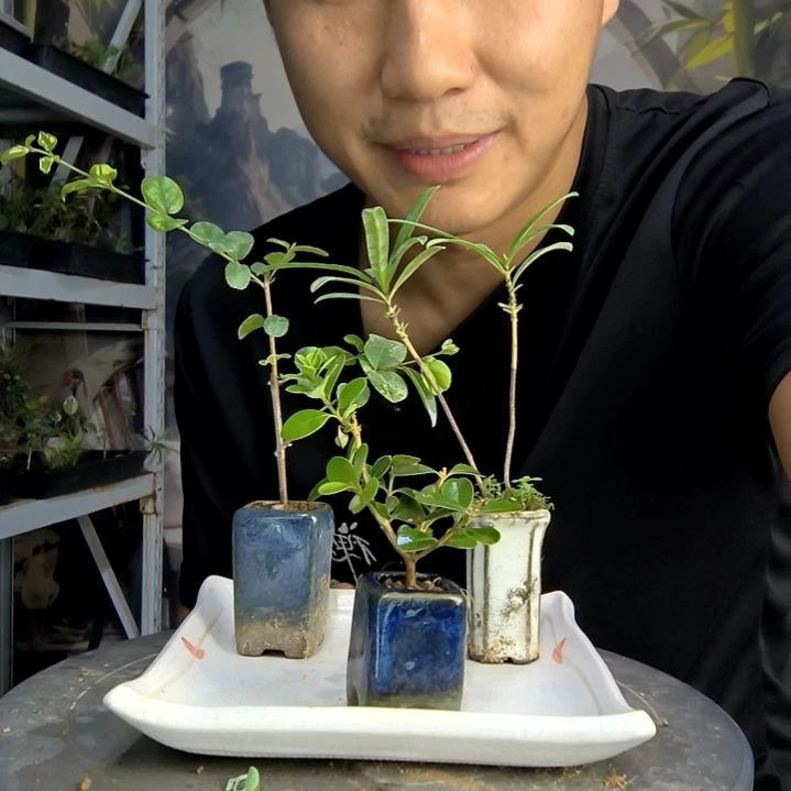 你**笑中青园艺一物一拍218