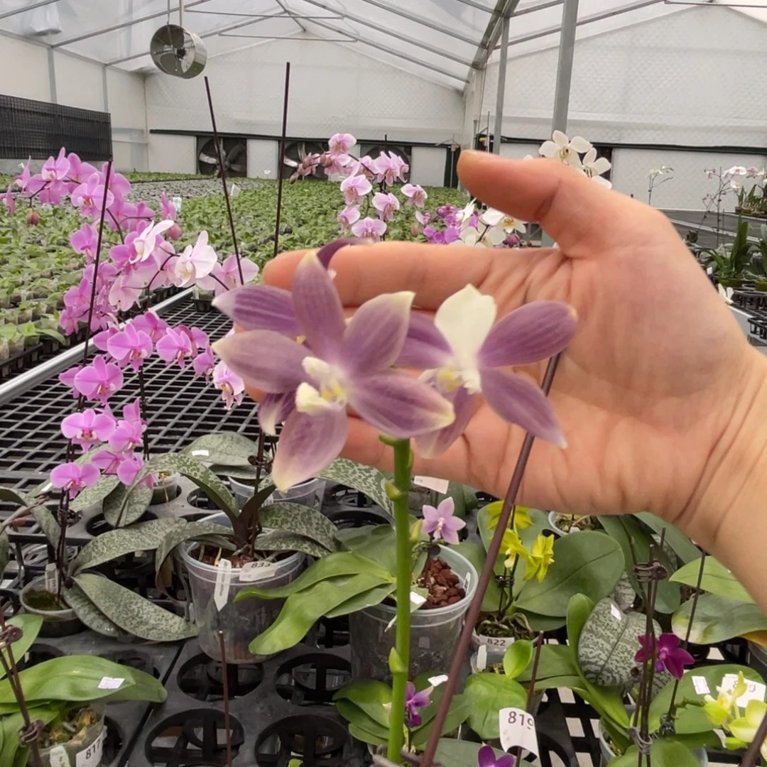 大部分花苞少量开放盾花蝴蝶紫萝编号803