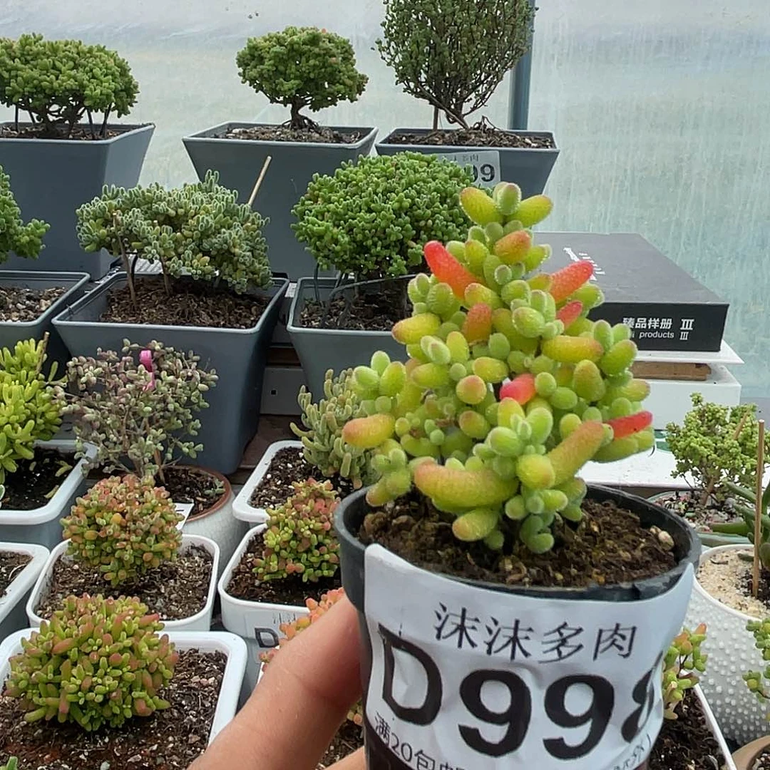 被****）998金桔糖球枝干