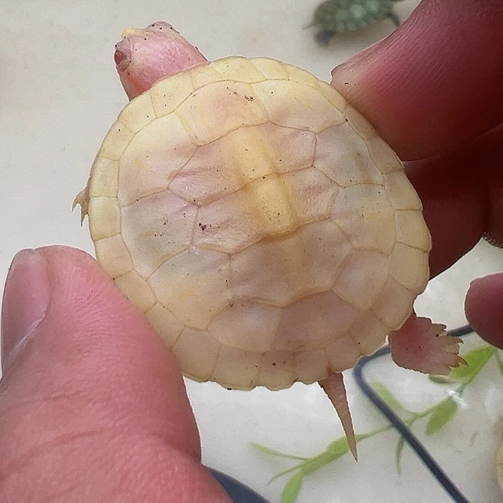 绿毛龟母巴西龟1111