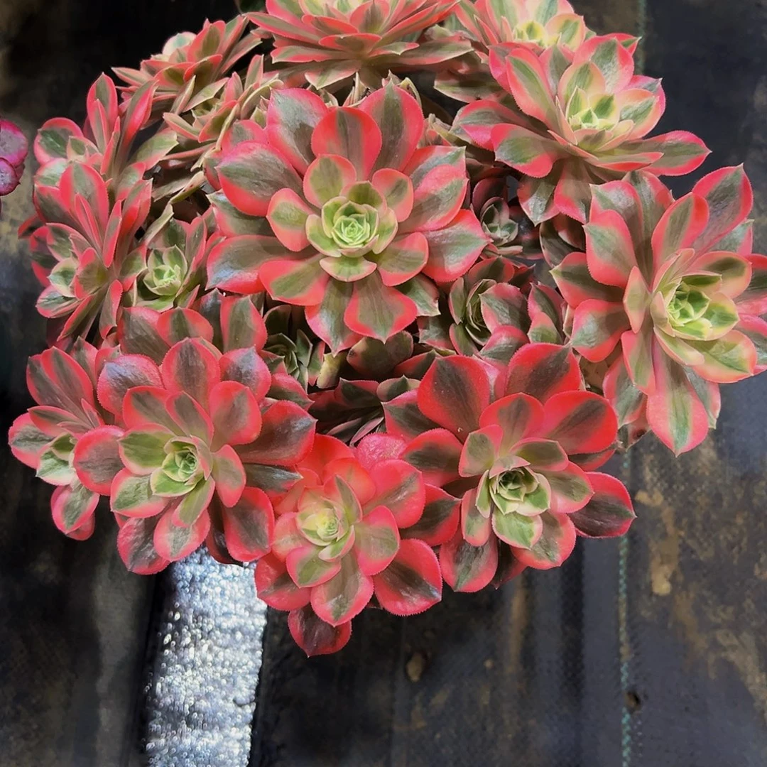 老庄女妖法师30.8