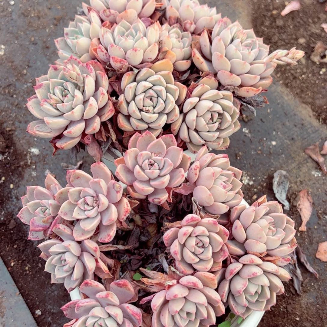 红粉佳人十头起两盆