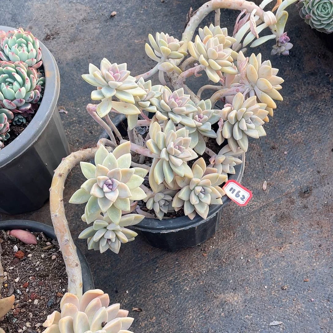 1162淡雪 一物一拍多肉