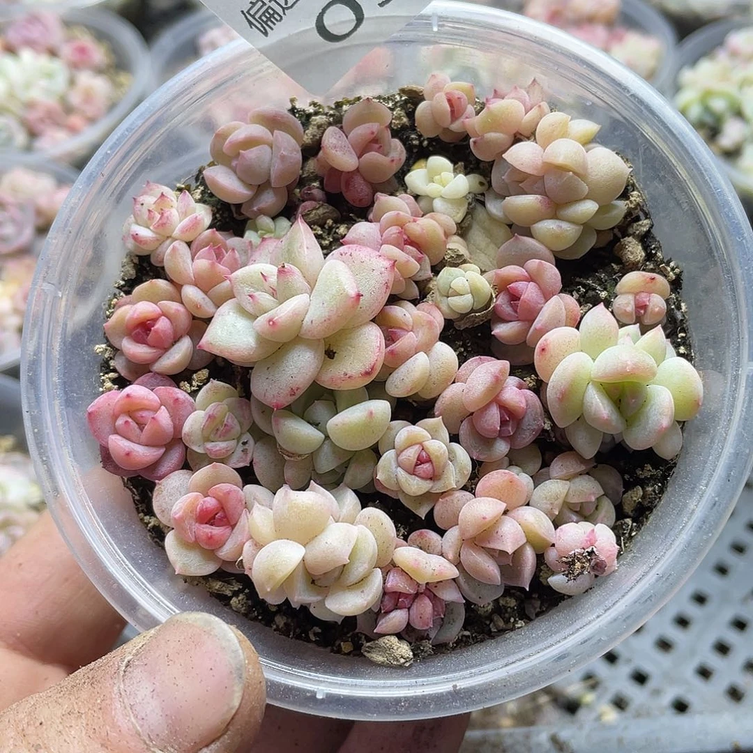 珍妮混一物一拍093