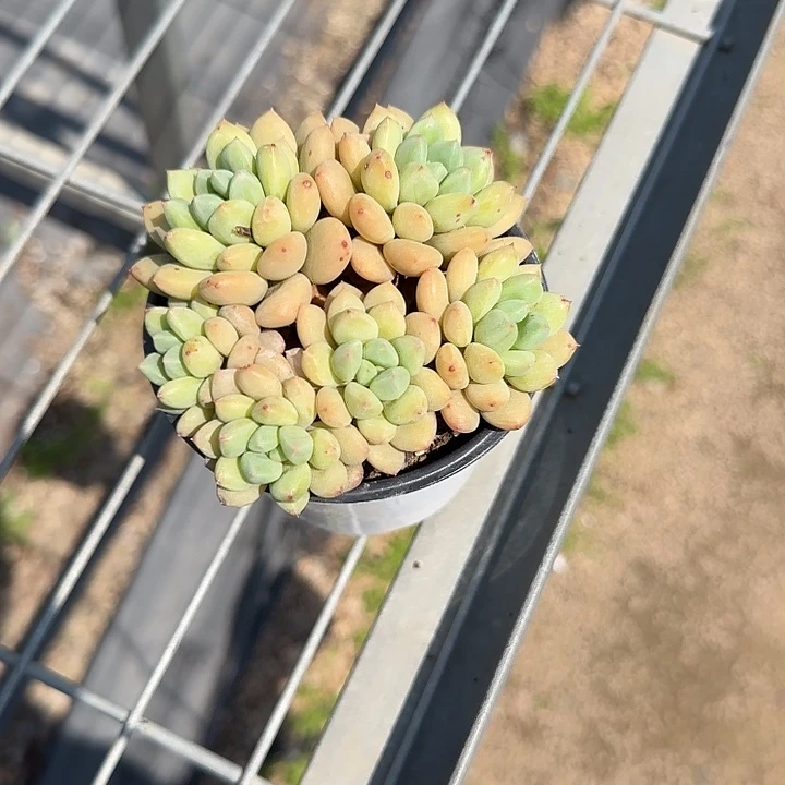 青蛙王子儿童牙膏111