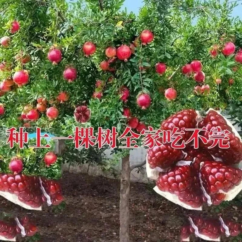 石榴树树苗红突尼斯苗无籽嫁接盆栽种植红叶耐寒庭院果树软籽石榴