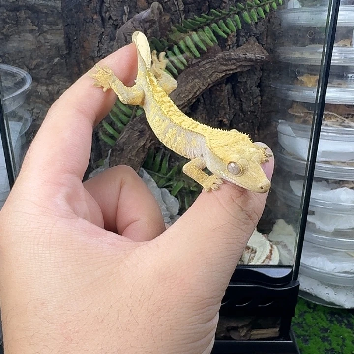 睫角守宫小丑公小亚