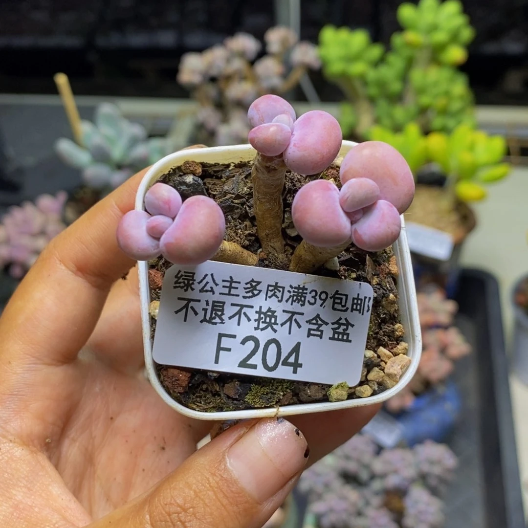 执*204腰子桃蛋多肉3c m
