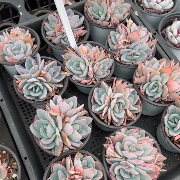 布鲁兰三头群一颗量拍多肉满20包邮初7发