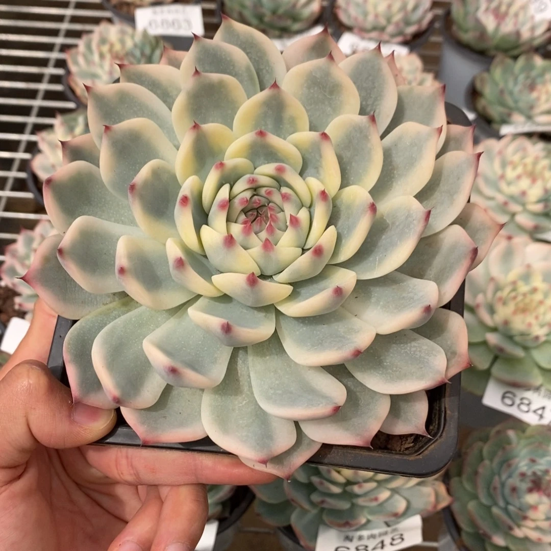 吉娃娃锦多肉植物6876